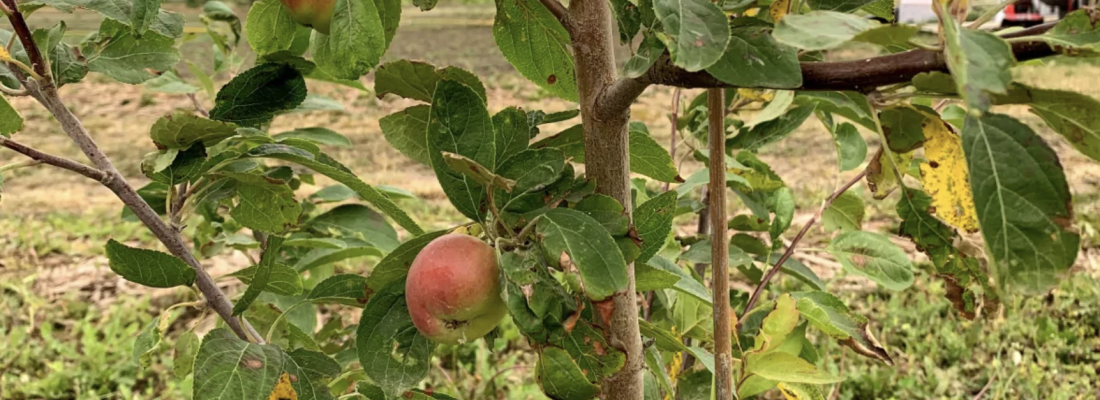 Young apple trees producing fruit at the Muskeg Lake Cree First Nation food forest. (Photo: Steven Wiig) Young apple trees producing fruit at the Muskeg Lake Cree First Nation food forest. (Photo: Steven Wiig)