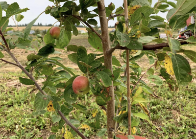 Young apple trees producing fruit at the Muskeg Lake Cree First Nation food forest. (Photo: Steven Wiig)