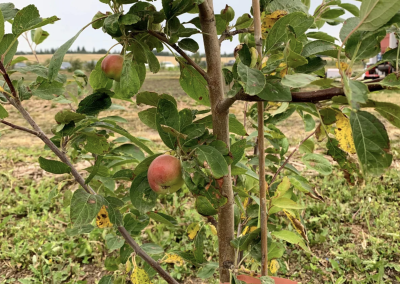 Young apple trees producing fruit at the Muskeg Lake Cree First Nation food forest. (Photo: Steven Wiig) Young apple trees producing fruit at the Muskeg Lake Cree First Nation food forest. (Photo: Steven Wiig)