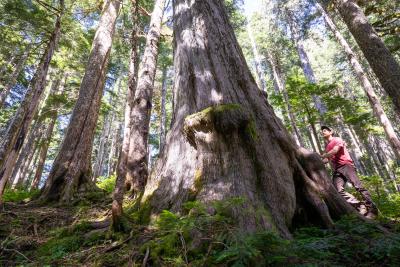 Old growth yellow cedar at Fairy Creek. Old growth yellow cedar at Fairy Creek.