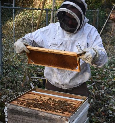 A beekeeper inspecting a hive. A beekeeper inspecting a hive.
