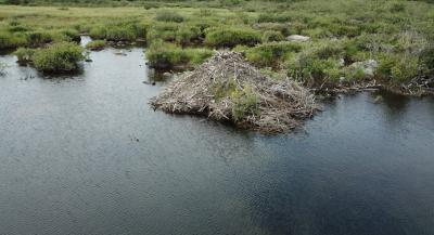 Beaver dams and lodges can impact wildlife. (Photo: Mikhaela Neelin)