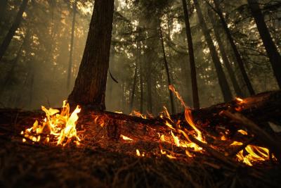 A hot spot from the Lower East Adams Lake wildfire burns in Scotch Creek, B.C., on August 20, 2023. (THE CANADIAN PRESS/Darryl Dyck)