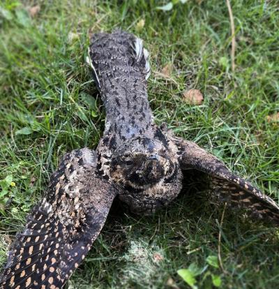 An Eastern Whip-poor-will dies after colliding with a building. (Photo via Fatal Light Awareness Program’s Facebook page.) An Eastern Whip-poor-will dies after colliding with a building. (Photo via Fatal Light Awareness Program’s Facebook page.)