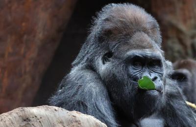 Charles, a 52-year-old silverback gorilla, has died at the Toronto Zoo. (Photo: Steve Russell, The Toronto Star, via X.) Charles, a 52-year-old silverback gorilla, has died at the Toronto Zoo. (Photo: Steve Russell, The Toronto Star, via X.)
