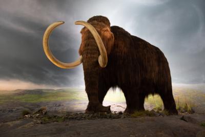 :] A woolly mammoth model. (Photo: Thomas Quine, CC BY 2.0 https://creativecommons.org/licenses/by/2.0, via Wikimedia Commons.)