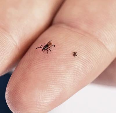 Black-legged tick (left) and a nymph (young tick). (Photo: CDC, Public domain, via Wikimedia Commons.)