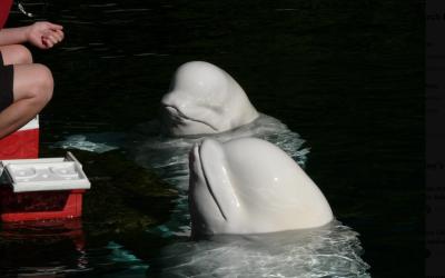 Beluga whales at Marineland performed in shows until the park closed in 2024. (Photo via X.)