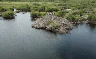 Beaver dams and lodges can impact wildlife. (Photo: Mikhaela Neelin)