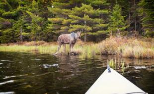 A moose in the Canadian wilderness.