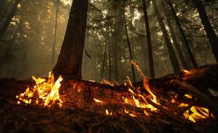 A hot spot from the Lower East Adams Lake wildfire burns in Scotch Creek, B.C., on August 20, 2023. (THE CANADIAN PRESS/Darryl Dyck)