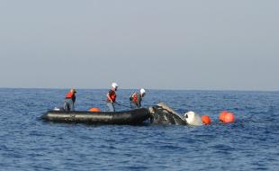 A rescue team helps free a right whale entangled in fishing gear. (Photo courtesy of NOAA Photo Library, via Wikimedia Commons.)