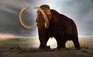:] A woolly mammoth model. (Photo: Thomas Quine, CC BY 2.0 https://creativecommons.org/licenses/by/2.0, via Wikimedia Commons.)