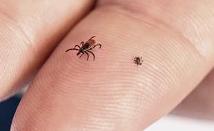Black-legged tick (left) and a nymph (young tick). (Photo: CDC, Public domain, via Wikimedia Commons.)