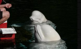Beluga whales at Marineland performed in shows until the park closed in 2024. (Photo via X.)